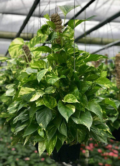 Golden Pothos Poles